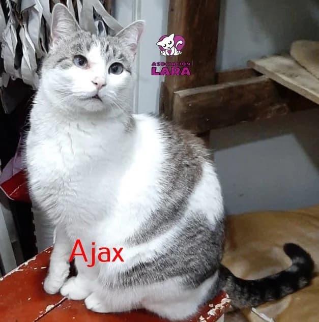 Ajax, male senior Mixed Breed for adoption at Asociación Protectora de Animales LARA