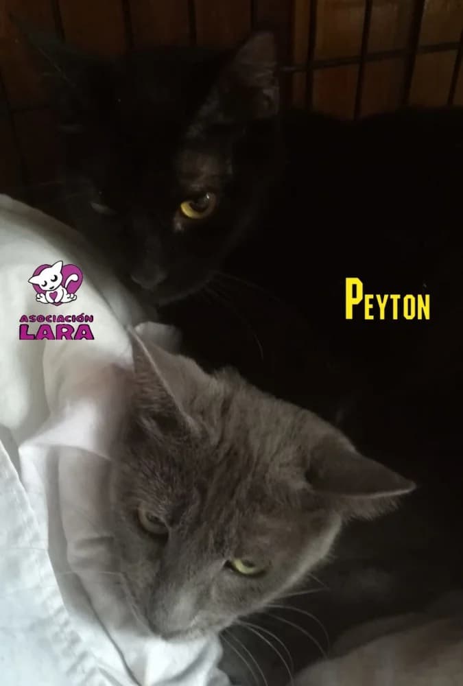 Peyton, Mixed Breed (Asociación Protectora de Animales LARA)