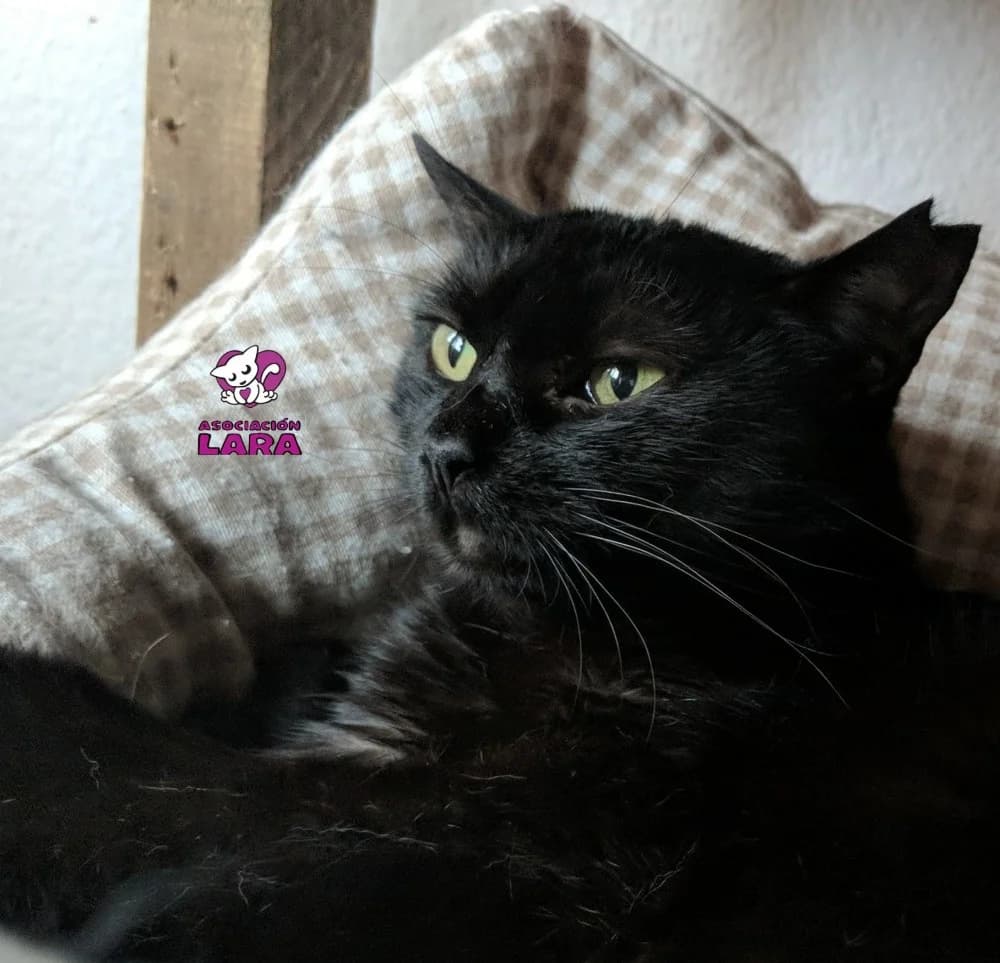 Pia, Mixed Breed (Asociación Protectora de Animales LARA)
