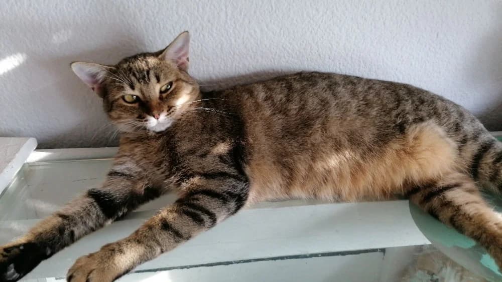 Whindy, female 6yo Mixed Breed for adoption at Asociación Protectora de Animales LARA