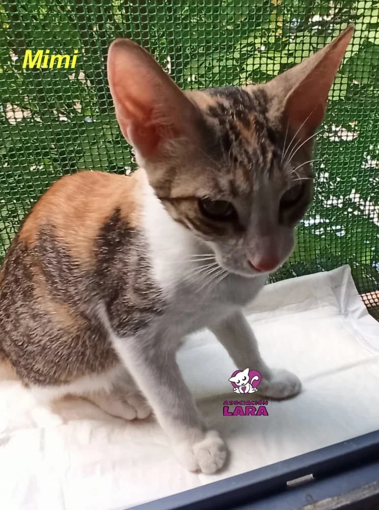 Mimi, Mixed Breed (Asociación Protectora de Animales LARA)