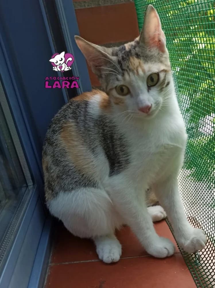Gabby, female 4yo Mixed Breed for adoption at Asociación Protectora de Animales LARA