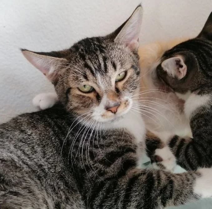 Onew, Mixed Breed (Asociación Protectora de Animales LARA)