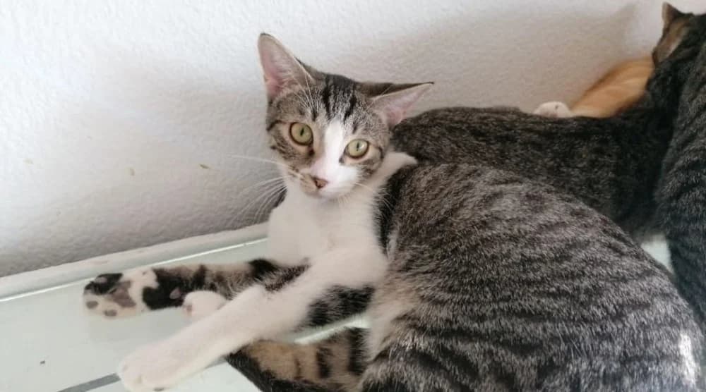Wen, female 5yo Mixed Breed for adoption at Asociación Protectora de Animales LARA