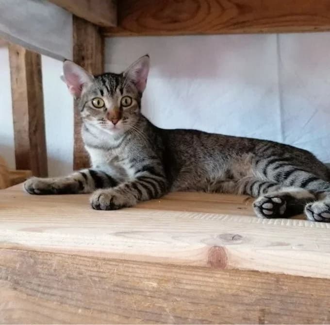 Whanda, female 5yo Mixed Breed for adoption at Asociación Protectora de Animales LARA