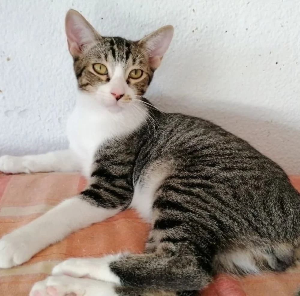 Win, male 5yo Mixed Breed for adoption at Asociación Protectora de Animales LARA