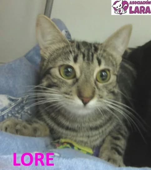 Lore, Mixed Breed (Asociación Protectora de Animales LARA)