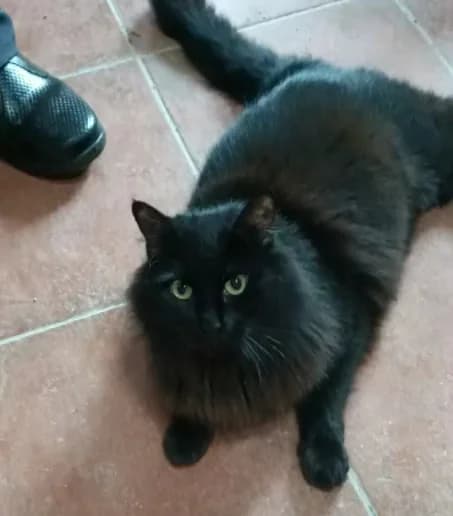 Pelayo, Mixed Breed (Asociación Protectora de Animales LARA)