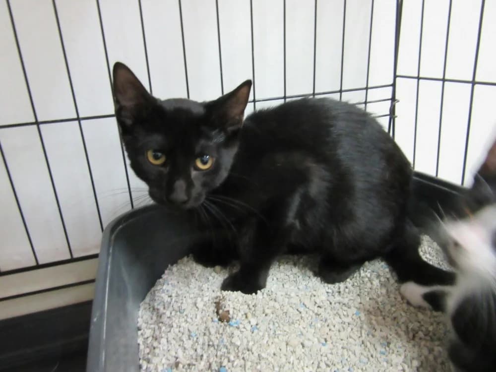 Thea, female senior Mixed Breed for adoption at Asociación Protectora de Animales LARA