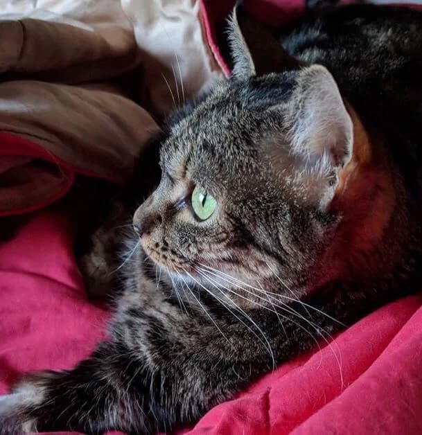 Andrea, female senior Mixed Breed for adoption at Asociación Protectora de Animales LARA