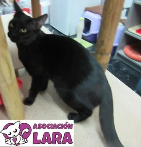 Noir, Mixed Breed (Asociación Protectora de Animales LARA)