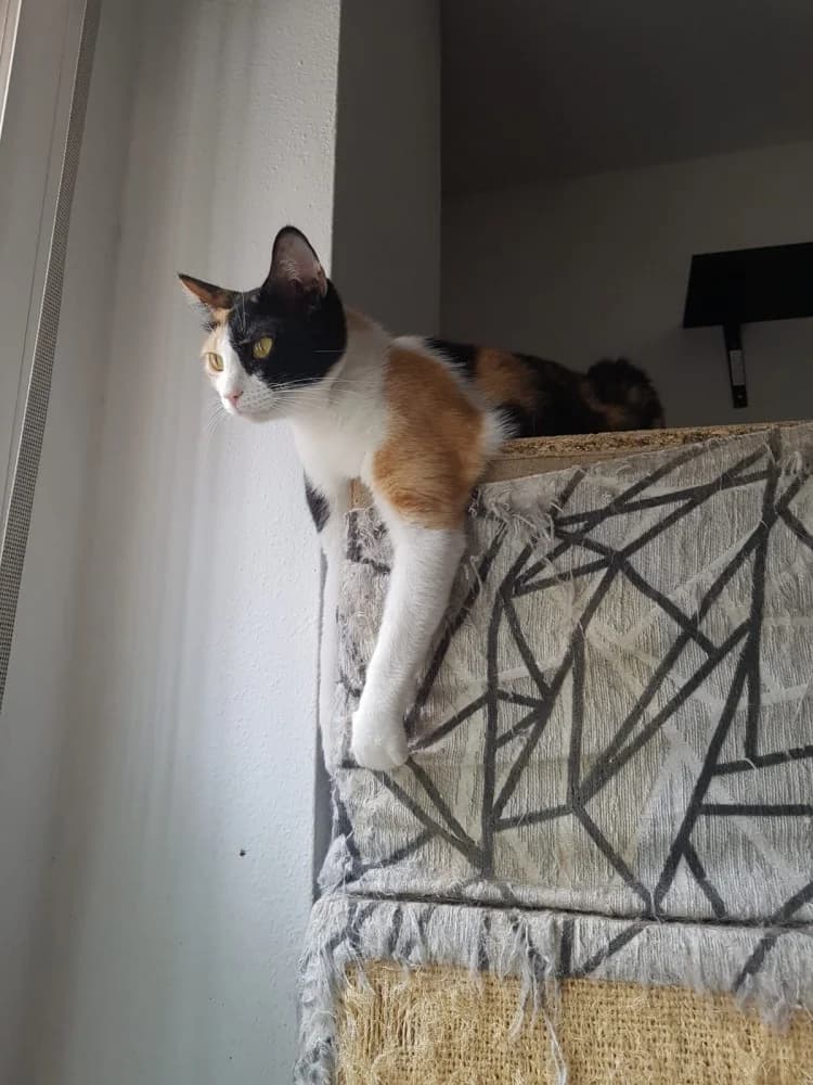 Olivia, Mixed Breed (Asociación Protectora de Animales LARA)