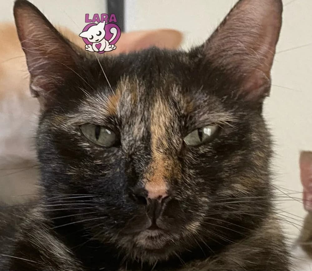 Morgana, Mixed Breed (Asociación Protectora de Animales LARA)
