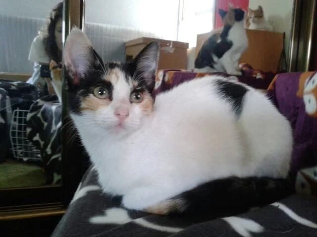 Lupe, Mixed Breed (Asociación Protectora de Animales LARA)
