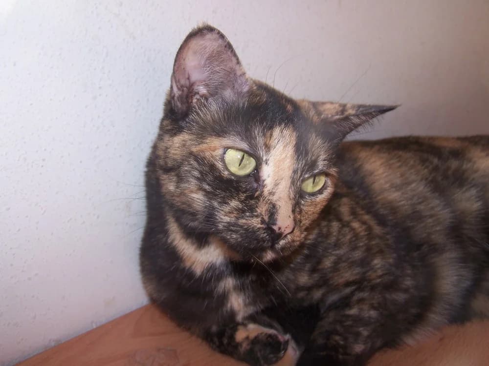 Lia, Mixed Breed (Asociación Protectora de Animales LARA)