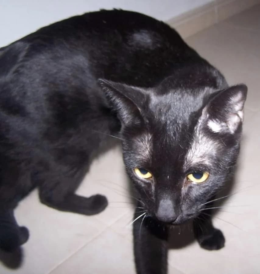 Malote, Mixed Breed (Asociación Protectora de Animales LARA)
