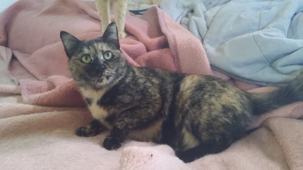 Lysa, female senior Mixed Breed for adoption at Asociación Protectora de Animales LARA