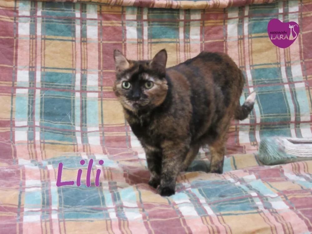 Lili, Mixed Breed (Asociación Protectora de Animales LARA)