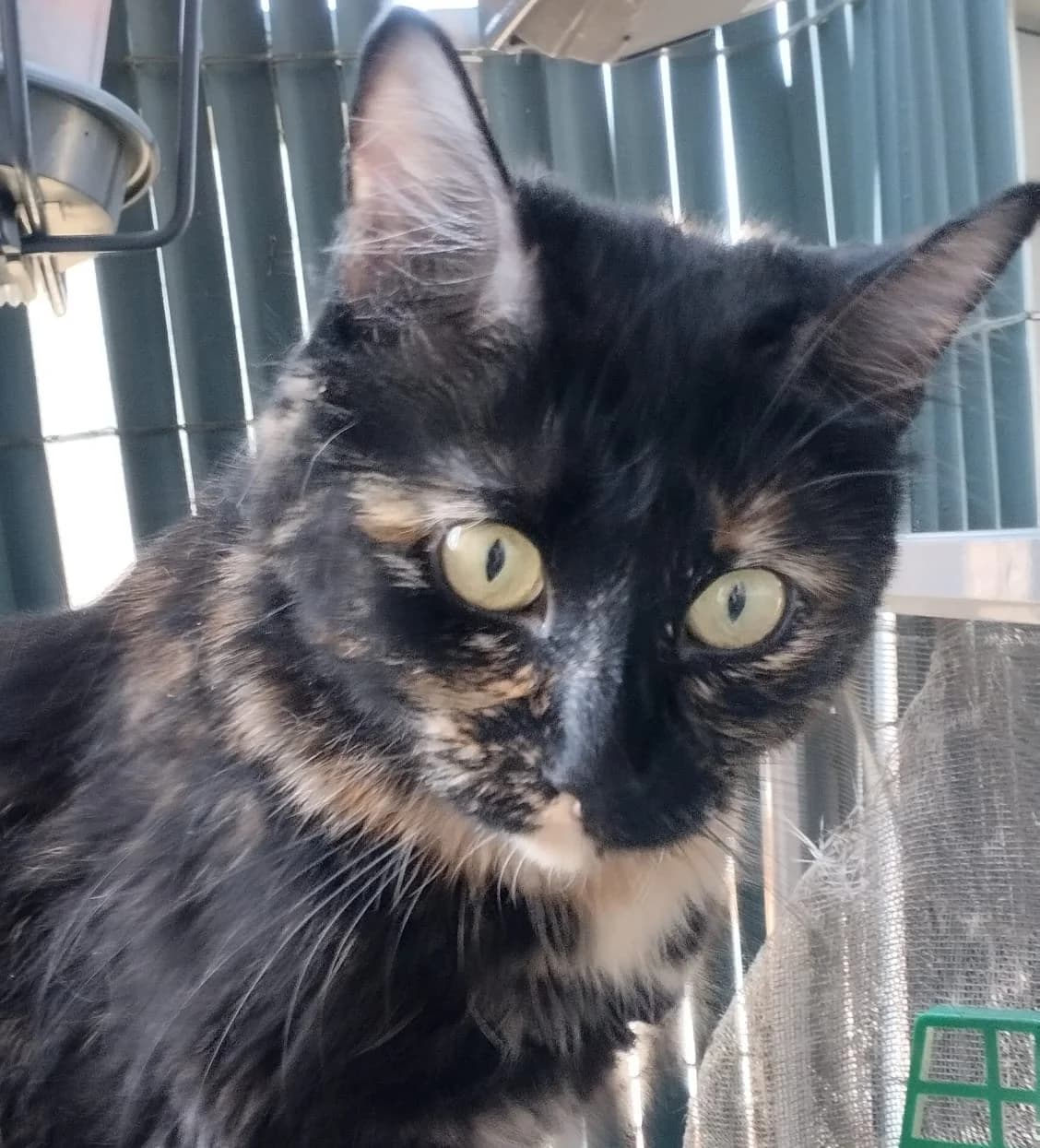 Luisa, female 4yo Mixed Breed for adoption at Asociación SOL — Ayuda a animales abandonados (Guadalajara)