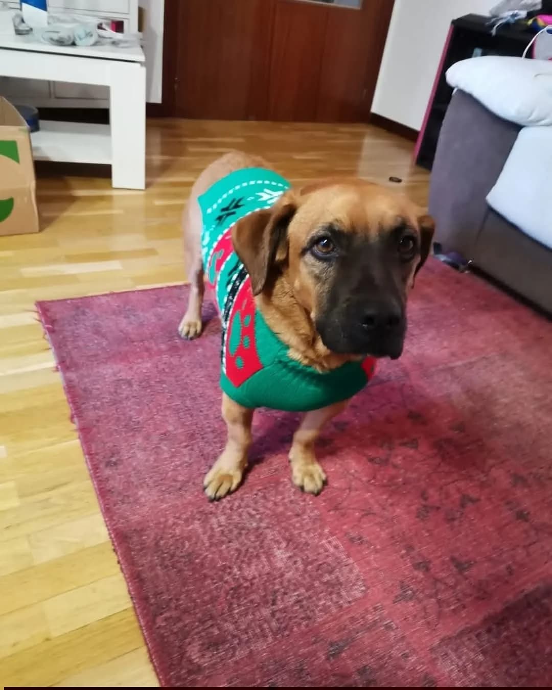 Rocky, male senior Mixed Breed for adoption at Asociación SOL — Ayuda a animales abandonados (Guadalajara)