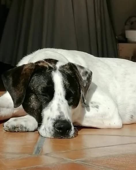 Danna, female Mixed Breed for adoption at Asociación SOL — Ayuda a animales abandonados (Guadalajara)