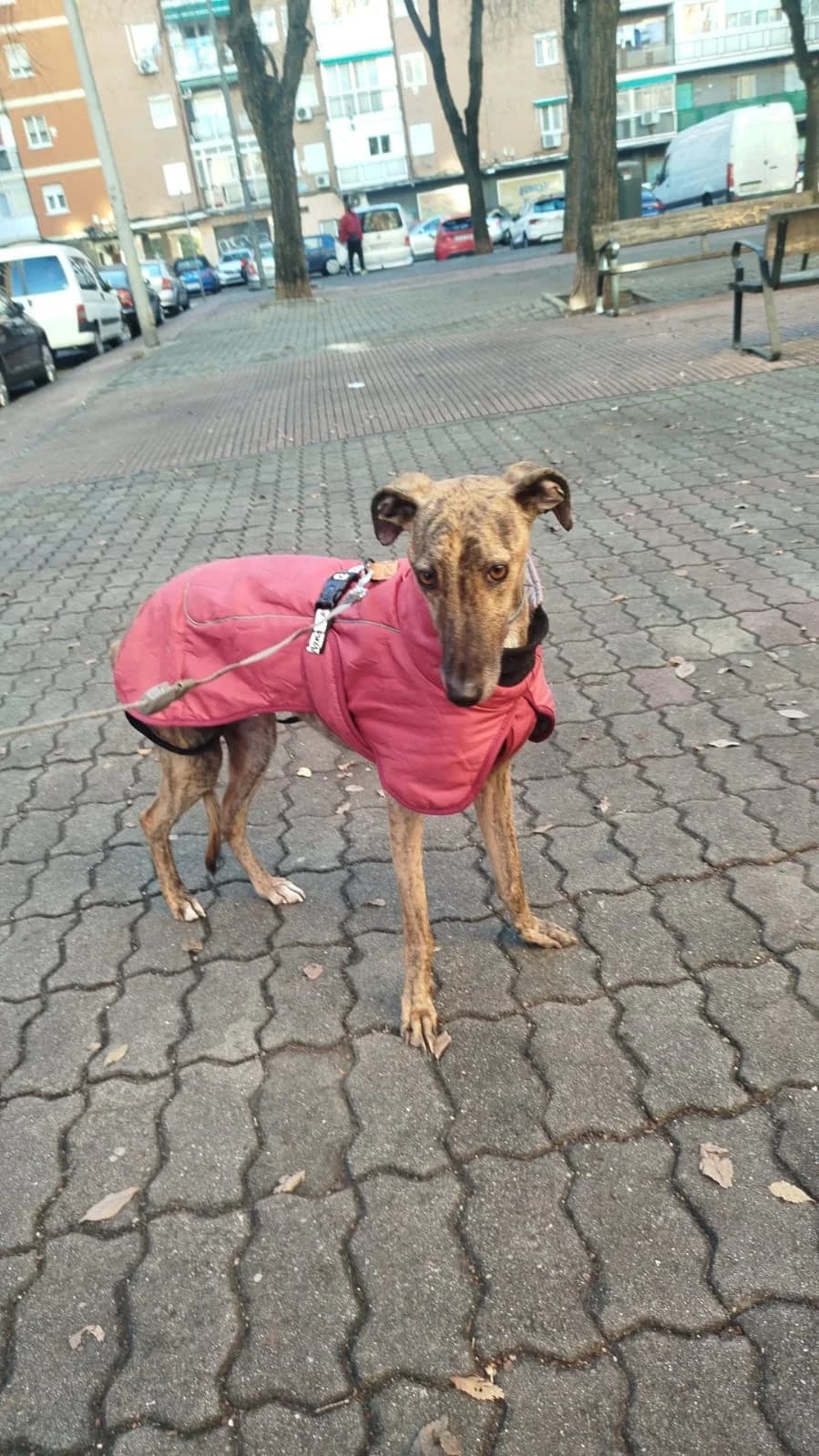Chocolate, male 4yo Mixed Breed for adoption at Asociación SOL — Ayuda a animales abandonados (Guadalajara)