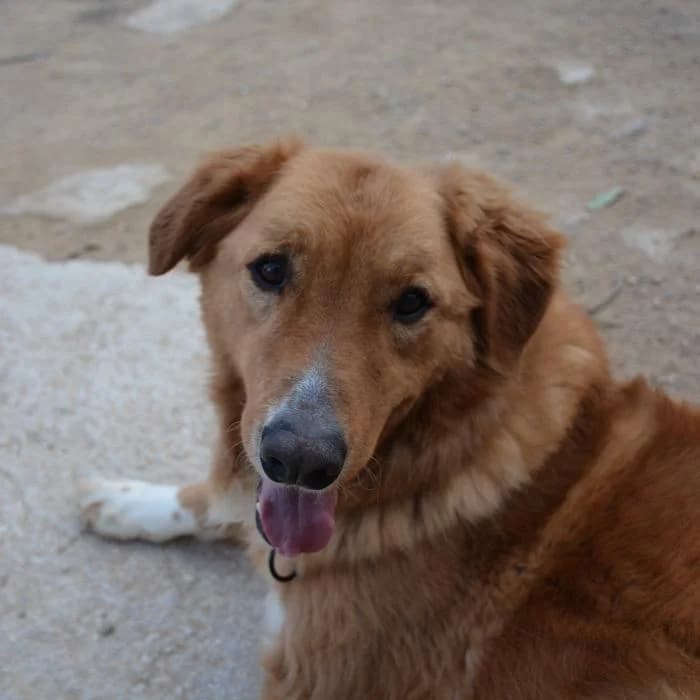 Raider, male puppy Mixed Breed for adoption at Keywords