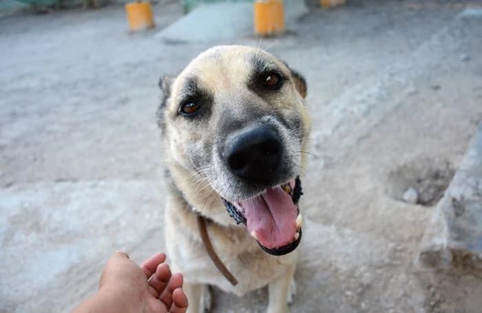 Chico, male puppy Mixed Breed for adoption at Keywords