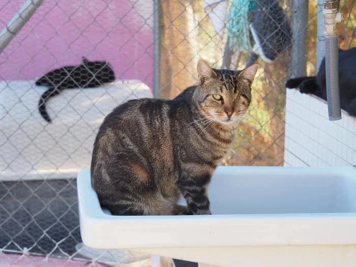 Tropi, male puppy European Shorthair for adoption at Keywords