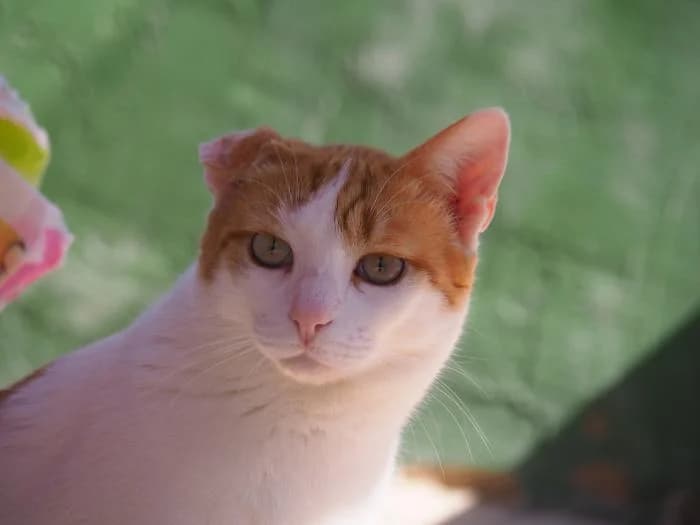 Willow, male puppy European Shorthair for adoption at Keywords