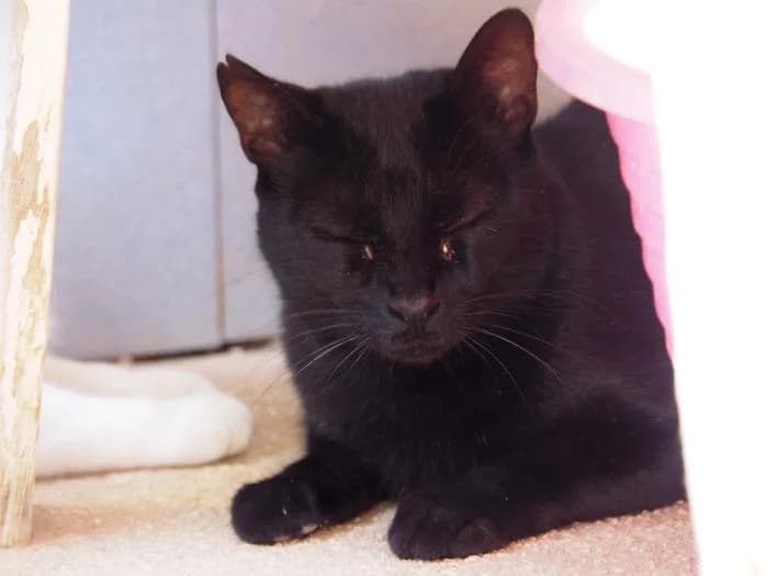 Winie, male puppy European Shorthair for adoption at Keywords