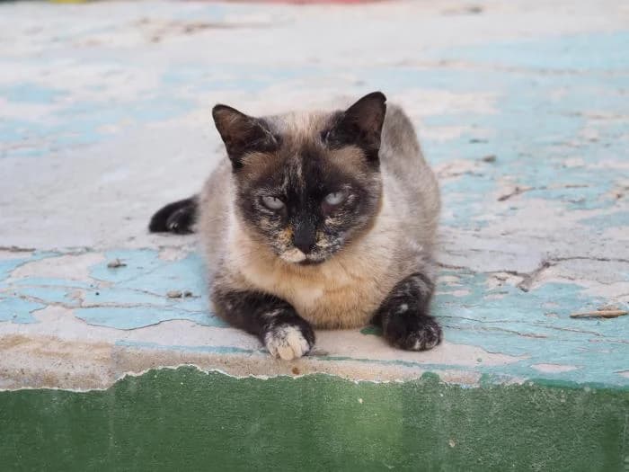 Viernes, female puppy European Shorthair for adoption at Keywords