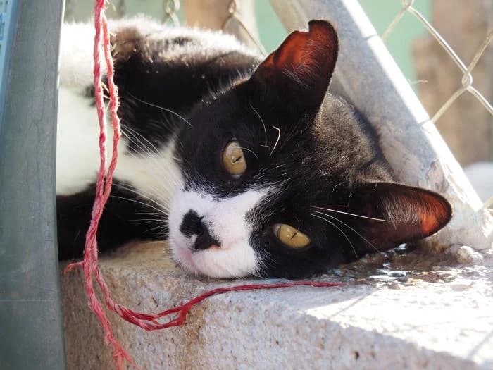 Iván, male puppy European Shorthair for adoption at Keywords