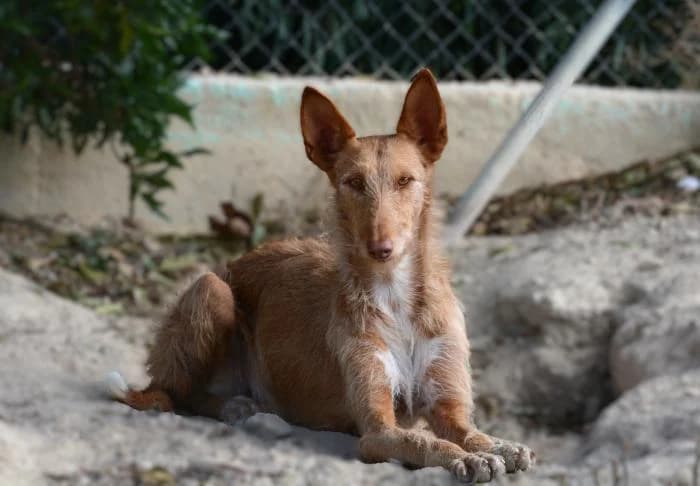 Pyxis, female puppy Mixed Breed for adoption at Keywords