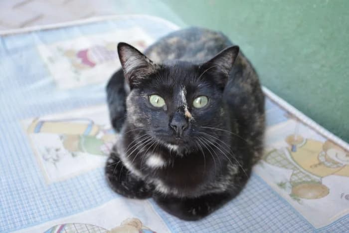 Akira, female puppy European Shorthair for adoption at Keywords