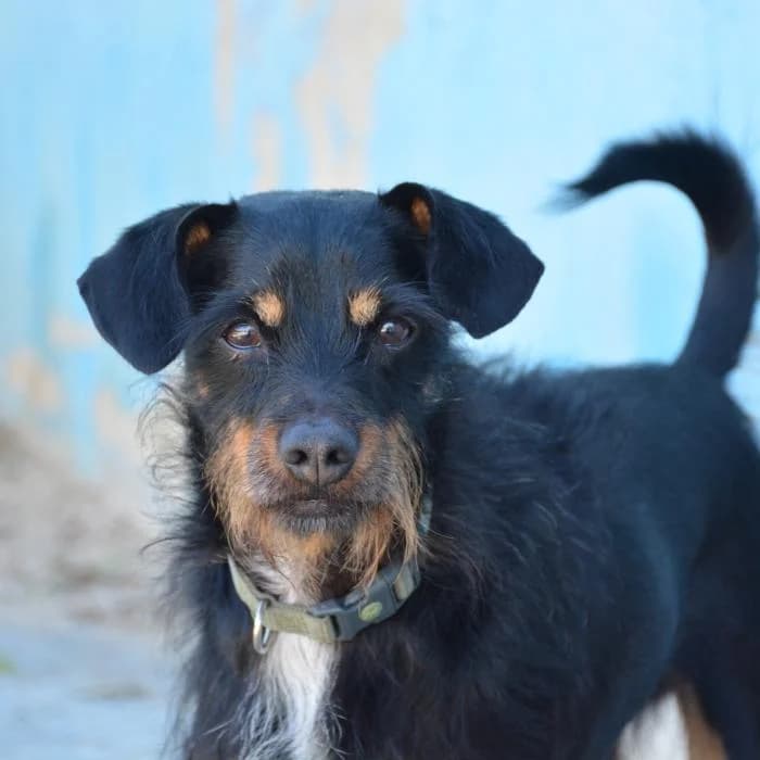 Lord, male puppy Mixed Breed for adoption at Keywords