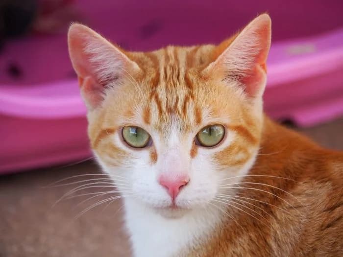 Minerva, female puppy European Shorthair for adoption at Keywords