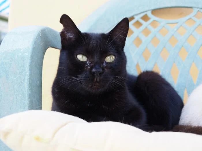 África, female puppy European Shorthair for adoption at Keywords