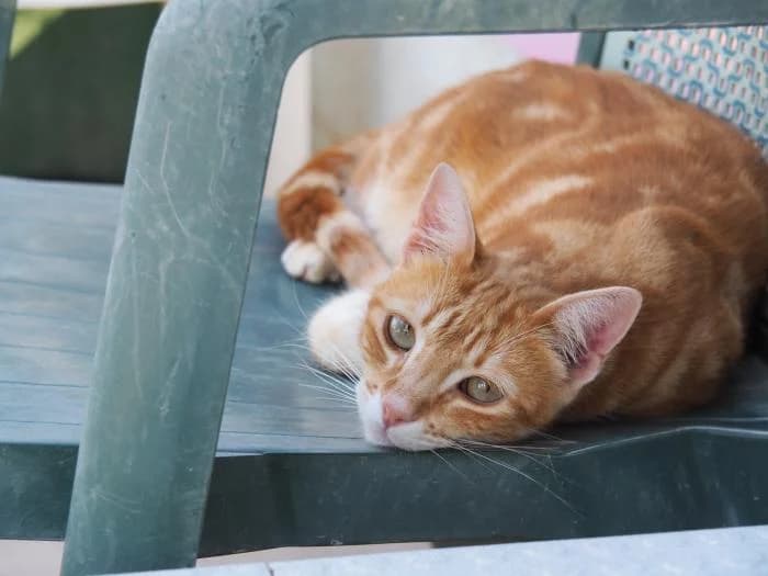 Pomelo, male puppy European Shorthair for adoption at Keywords