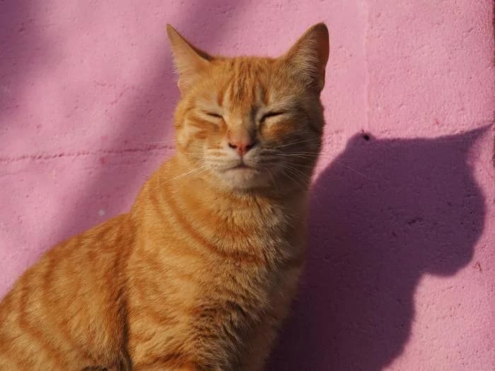 Panacota, male puppy European Shorthair for adoption at Keywords