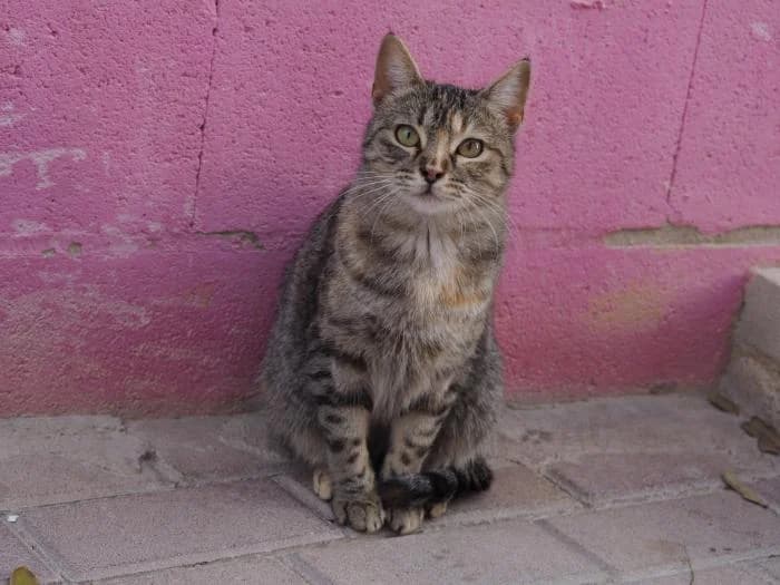 Plátano, female puppy European Shorthair for adoption at Keywords