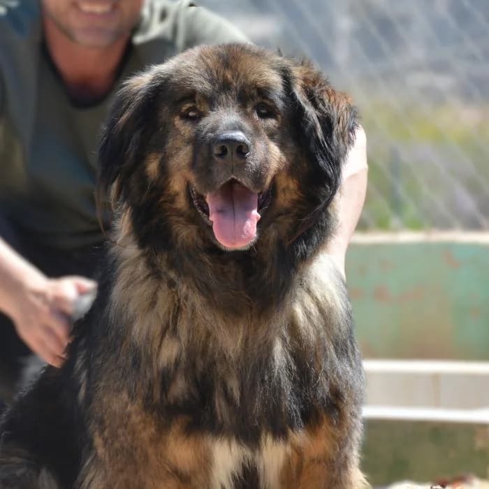 Augusto, male puppy mixed breed for adoption at Keywords