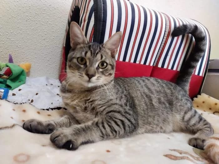 Curro, male puppy European Shorthair for adoption at Keywords