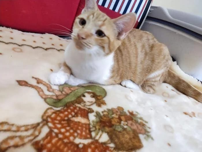 Cristina, female puppy European Shorthair for adoption at Keywords