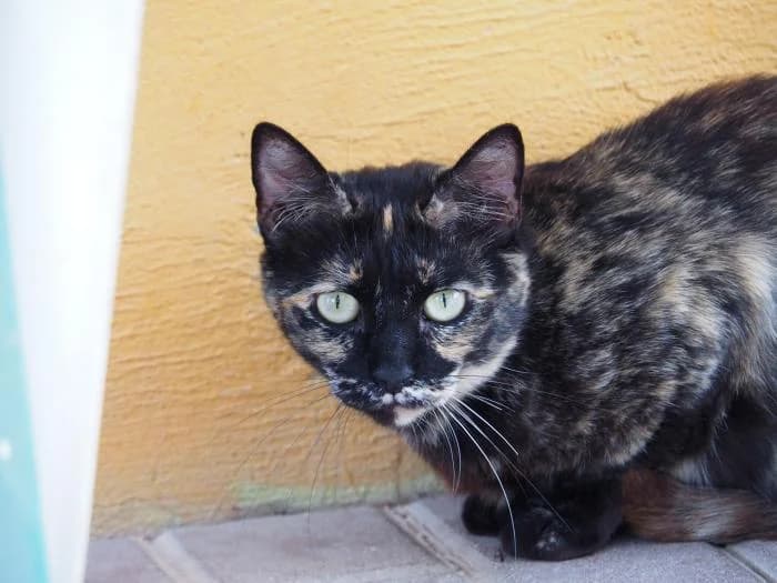 Demeter, female puppy European Shorthair for adoption at Keywords