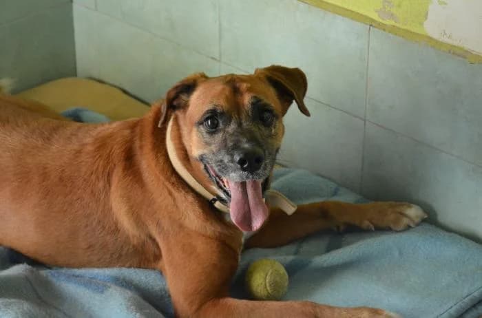 Thor, male puppy mixed breed for adoption at Keywords