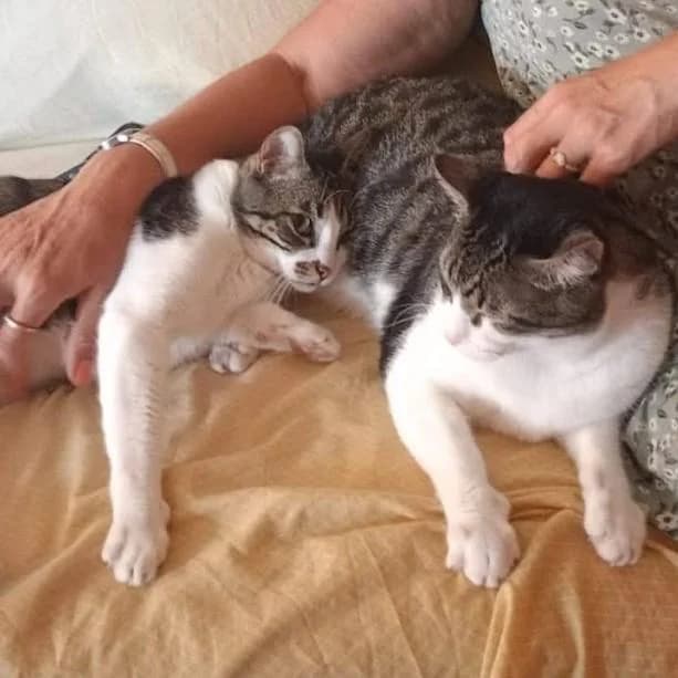 Pipo, male puppy European Shorthair for adoption at Keywords