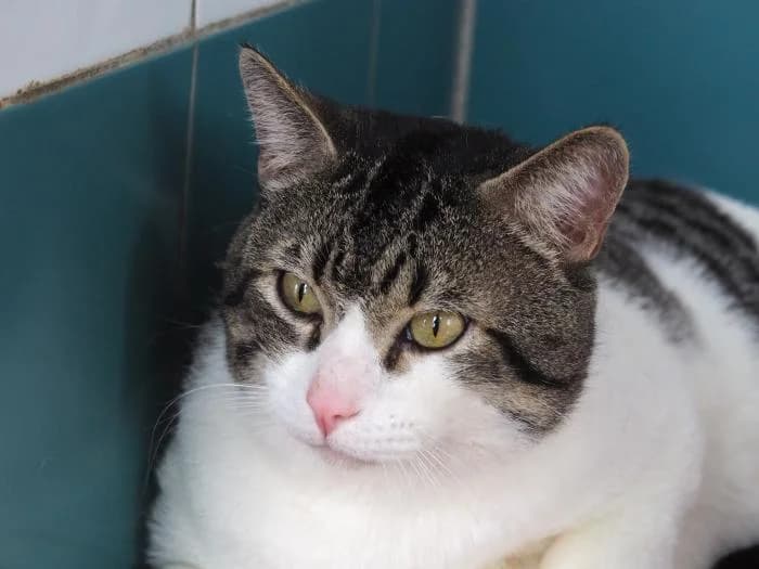 Pepo, male puppy European Shorthair for adoption at Keywords
