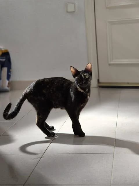 Ámbar, female puppy European Shorthair for adoption at Keywords