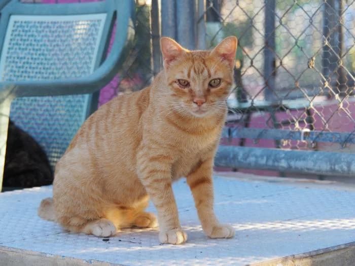 Yellow, female puppy European Shorthair for adoption at Keywords